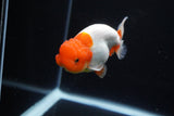 Juvenile Lionchu  Red White 3.5 Inch (ID#1119R11b-24) Free2Day SHIPPING