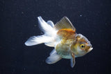 Thai Oranda  Bronze 4 Inch (ID#1001To2b-82) Free2Day SHIPPING