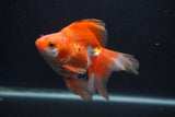 Ryukin Long Tail Red White 5 Inch (ID#0103Ry7b-3) Free2Day SHIPPING