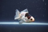 Baby Thai Oranda  Panda 3 Inch (ID#1022ToPTA-39) Free2Day SHIPPING