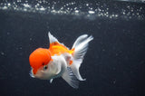 Juvenile Thai Oranda  Red White 3.5 Inch (ID#411T13b-62) Free2Day SHIPPING