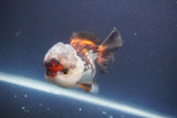 Short Body Thai Oranda  Tricolor 4 Inch (ID#910To14a-61) Free2Day SHIPPING