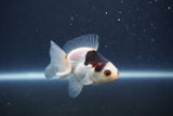 Baby Thai Oranda  Panda 3 Inch (ID#1022ToPTA-39) Free2Day SHIPPING