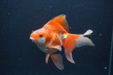 Ryukin Long Tail Red White 5 Inch (ID#0103Ry7b-3) Free2Day SHIPPING