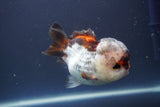 Short Body Thai Oranda  Tricolor 4 Inch (ID#910To14a-61) Free2Day SHIPPING