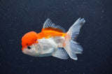 Juvenile Thai Oranda  Red White 3.5 Inch (ID#411T13b-62) Free2Day SHIPPING