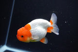 Juvenile Lionchu  Red White 3.5 Inch (ID#1119R11b-24) Free2Day SHIPPING