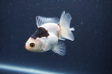 Baby Thai Oranda  Panda 3 Inch (ID#1022ToPTA-39) Free2Day SHIPPING