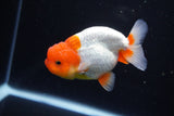 Juvenile Lionchu  Red White 3.5 Inch (ID#1119R11b-24) Free2Day SHIPPING