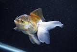 Thai Oranda  Bronze 4 Inch (ID#1001To2b-82) Free2Day SHIPPING