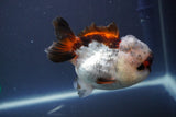 Short Body Thai Oranda  Tricolor 4 Inch (ID#910To14a-61) Free2Day SHIPPING