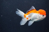 Juvenile Thai Oranda  Red White 3.5 Inch (ID#411T13b-62) Free2Day SHIPPING