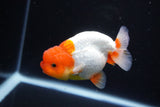 Juvenile Lionchu  Red White 3.5 Inch (ID#1119R11b-24) Free2Day SHIPPING