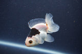 Baby Thai Oranda  Panda 3 Inch (ID#1022ToPTA-39) Free2Day SHIPPING