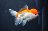 Juvenile Thai Oranda  Red White 3.5 Inch (ID#411T13b-62) Free2Day SHIPPING