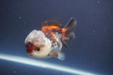 Short Body Thai Oranda  Tricolor 4 Inch (ID#910To14a-61) Free2Day SHIPPING