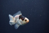 Baby Thai Oranda  Panda 3 Inch (ID#1022ToPTA-39) Free2Day SHIPPING