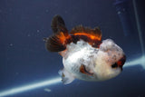 Short Body Thai Oranda  Tricolor 4 Inch (ID#910To14a-61) Free2Day SHIPPING