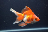 Ryukin Long Tail Red White 4.5 Inch (ID#0103Ry7b-4) Free2Day SHIPPING