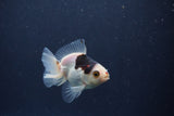 Baby Thai Oranda  Panda 3 Inch (ID#1022ToPTA-39) Free2Day SHIPPING