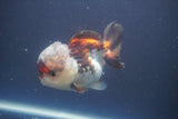 Short Body Thai Oranda  Tricolor 4 Inch (ID#910To14a-61) Free2Day SHIPPING