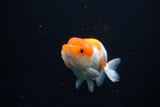 Juvenile Lionchu  Red White 3.5 Inch (ID#1119R11b-25) Free2Day SHIPPING