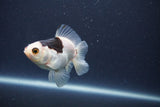 Baby Thai Oranda  Panda 3 Inch (ID#1022ToPTA-39) Free2Day SHIPPING