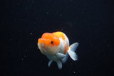 Juvenile Lionchu  Red White 3.5 Inch (ID#1119R11b-25) Free2Day SHIPPING