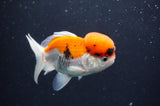 Juvenile Thai Oranda  Tricolor 3.5 Inch (ID#411T13b-63) Free2Day SHIPPING