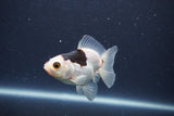 Baby Thai Oranda  Panda 3 Inch (ID#1022ToPTA-39) Free2Day SHIPPING