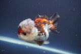 Short Body Thai Oranda  Tricolor 4 Inch (ID#910To14a-61) Free2Day SHIPPING