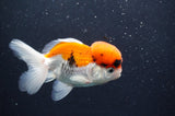 Juvenile Thai Oranda  Tricolor 3.5 Inch (ID#411T13b-63) Free2Day SHIPPING