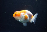 Juvenile Lionchu  Red White 3.5 Inch (ID#1119R11b-25) Free2Day SHIPPING