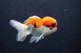 Juvenile Thai Oranda  Tricolor 3.5 Inch (ID#411T13b-63) Free2Day SHIPPING