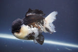 Short Body Thai Oranda  Panda 4.5 Inch (ID#910To14a-62) Free2Day SHIPPING