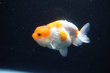 Juvenile Lionchu  Red White 3.5 Inch (ID#1119R11b-25) Free2Day SHIPPING