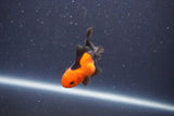 Baby Thai Oranda  Red Black 3.5 Inch (ID#1022ToPTA-40) Free2Day SHIPPING