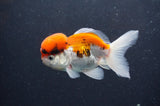 Juvenile Thai Oranda  Tricolor 3.5 Inch (ID#411T13b-63) Free2Day SHIPPING
