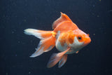 Ryukin Long Tail Red White 4.5 Inch (ID#0103Ry7b-4) Free2Day SHIPPING