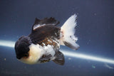 Short Body Thai Oranda  Panda 4.5 Inch (ID#910To14a-62) Free2Day SHIPPING