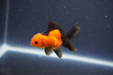 Baby Thai Oranda  Red Black 3.5 Inch (ID#1022ToPTA-40) Free2Day SHIPPING