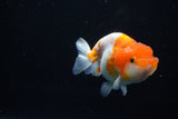 Juvenile Lionchu  Red White 3.5 Inch (ID#1119R11b-25) Free2Day SHIPPING