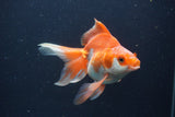 Ryukin Long Tail Red White 4.5 Inch (ID#0103Ry7b-4) Free2Day SHIPPING