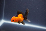 Baby Thai Oranda  Red Black 3.5 Inch (ID#1022ToPTA-40) Free2Day SHIPPING