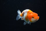 Juvenile Lionchu  Red White 3.5 Inch (ID#1119R11b-25) Free2Day SHIPPING