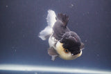 Short Body Thai Oranda  Panda 4.5 Inch (ID#910To14a-62) Free2Day SHIPPING