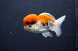 Juvenile Thai Oranda  Tricolor 3.5 Inch (ID#411T13b-63) Free2Day SHIPPING