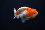 Juvenile Lionchu  Red White 3.5 Inch (ID#1119R11b-25) Free2Day SHIPPING