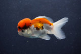 Juvenile Thai Oranda  Tricolor 3.5 Inch (ID#411T13b-63) Free2Day SHIPPING