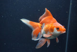 Ryukin Long Tail Red White 4.5 Inch (ID#0103Ry7b-4) Free2Day SHIPPING